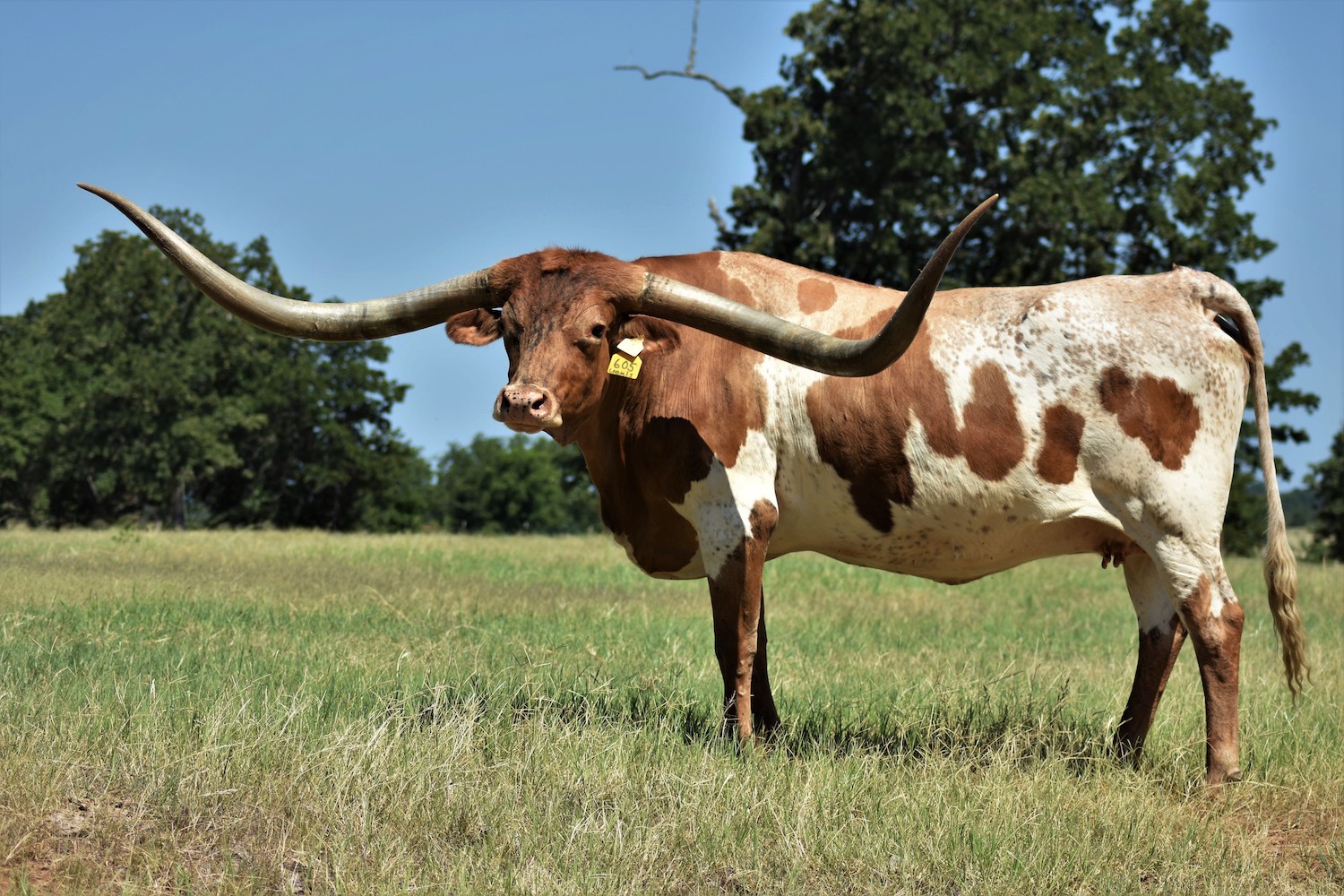 Bob and Pam Loomis Quarter Horses and Longhorn Cattle